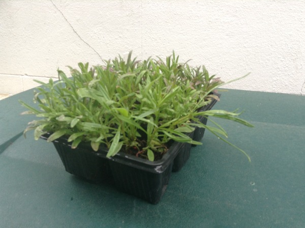 What am i growing here ? Lost the label !