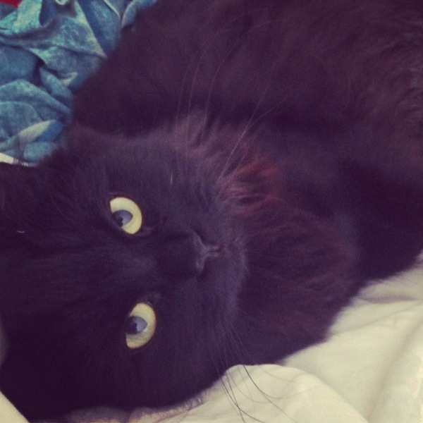 Our loving cat needs rehoming due to relocation abroad - any ideas?