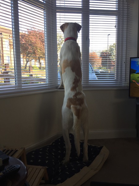 Yesterday I met a South African Boerboel - OMG!