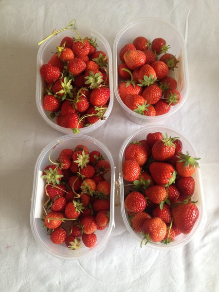 The 2015 Allotment / Veg Patch Thread Part 3 already!