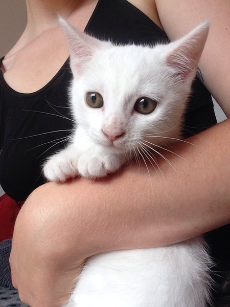It looks like the last two kittens are going to have to go to an animal shelter..