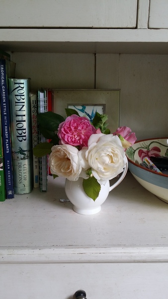 Rough winds do shake the darling buds of May: Alternative potting shed thread