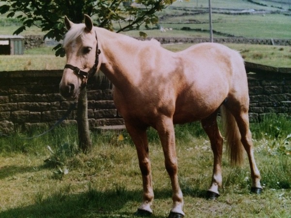 Does anyone care to share memories of their first pony/horse?