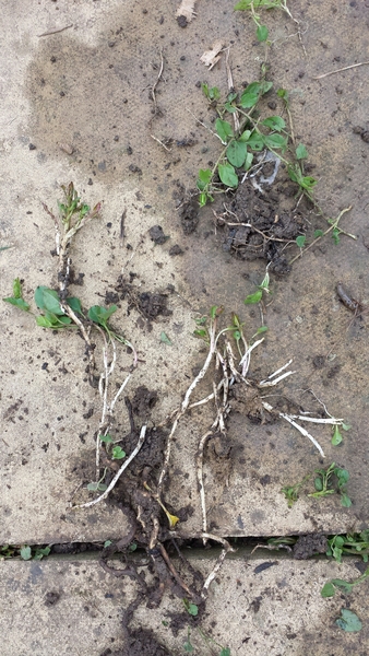 The 2015 Allotment / Veg Patch Thread Part 3 already!