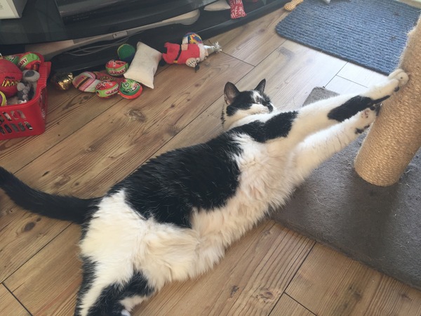 Lovely thread about our cats.