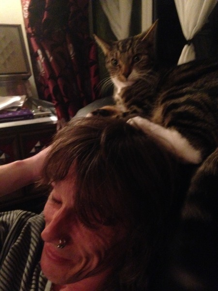 I can't find my cat anywhere (lighthearted)