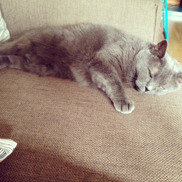 Lovely thread about our cats.
