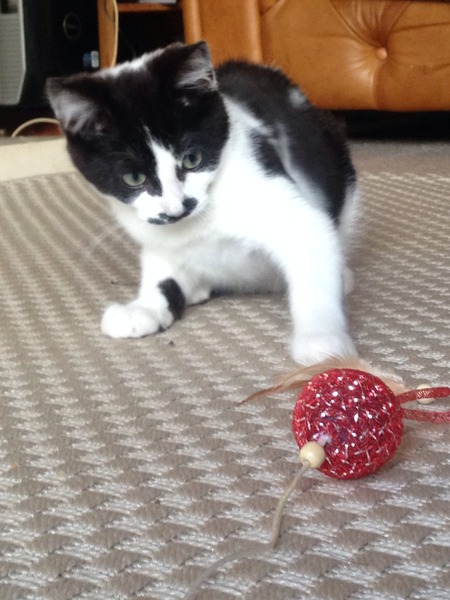 I'm getting a kitten today