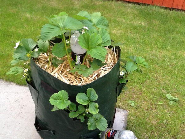 The 2015 Allotment / Veg Patch Thread Part 3 already!