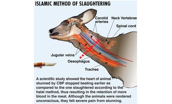 not tot want to eat halal meat?