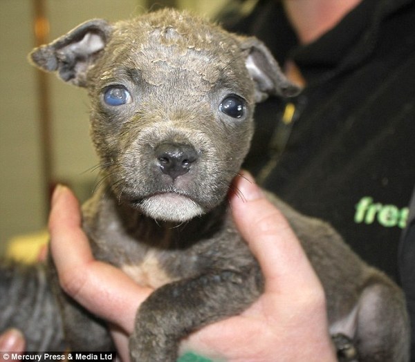 Not to understand why anyone could choose to have those ugly looking dogs?