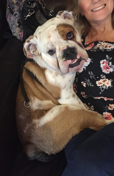 Not to understand why anyone could choose to have those ugly looking dogs?