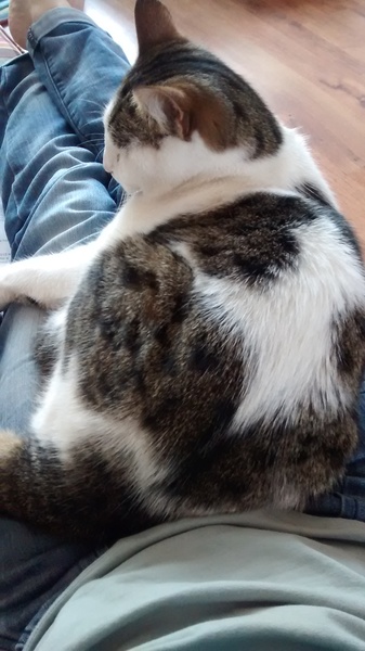 Lovely thread about our cats.