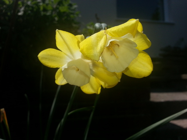 Rough winds do shake the darling buds of May: Alternative potting shed thread