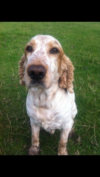 What was wrong with my dog?