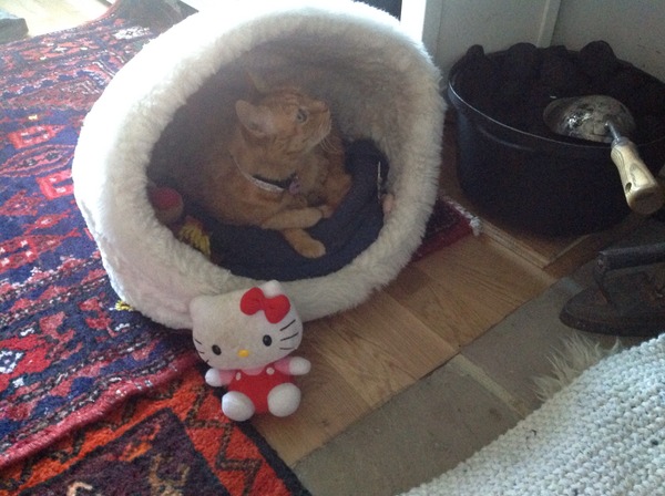 Do you something think you'd like to know what the heck they are thinking? (aka inexplicable things your cat does)