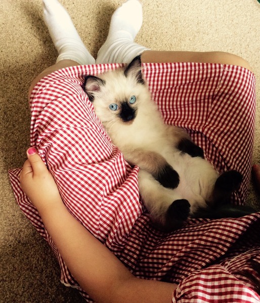 Our kitten likes eating toast