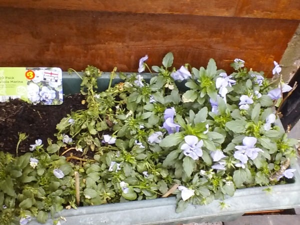 Greenfly vs Violas