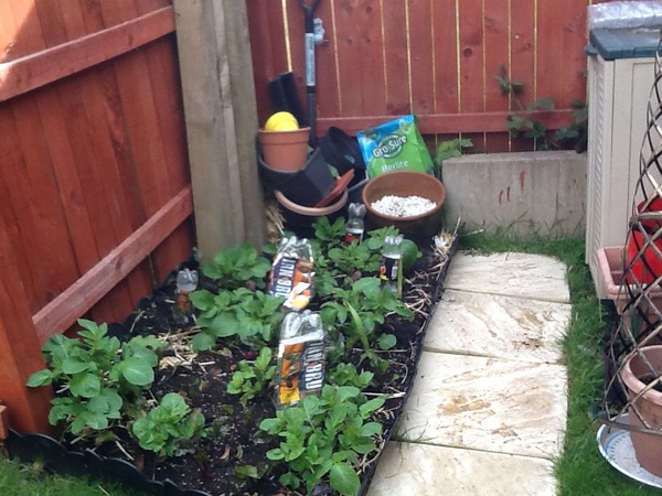My small vegetable patch