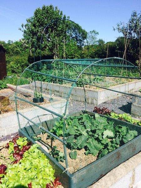 The 2015 Allotment / Veg Patch Thread Part 3 already!