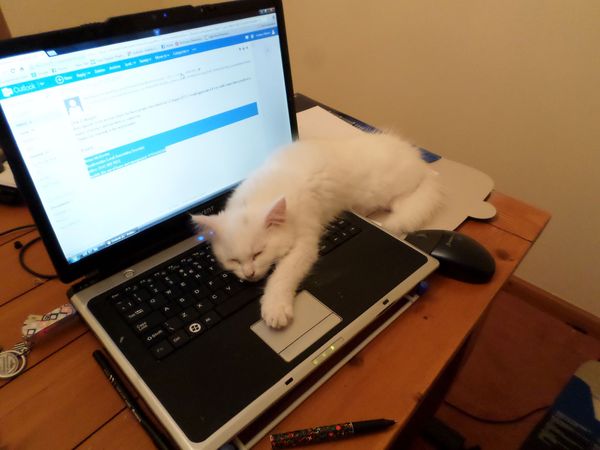 Aibu to move the cat off the laptop?!