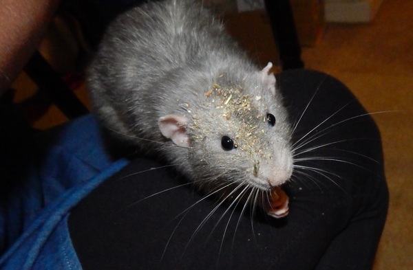 Get your rat[s] out!