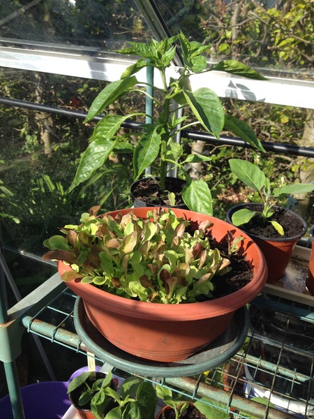 The 2015 Allotment / Veg Patch Thread Part 3 already!