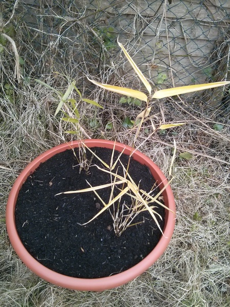 to put up 8ft bamboo screening to block next doors extention from overlooking me