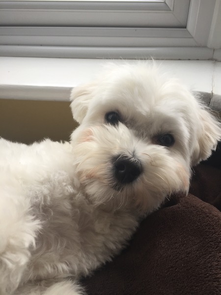 Dog type- smallish, easy to train, calm, not too strong, up to 1 hr walk a day