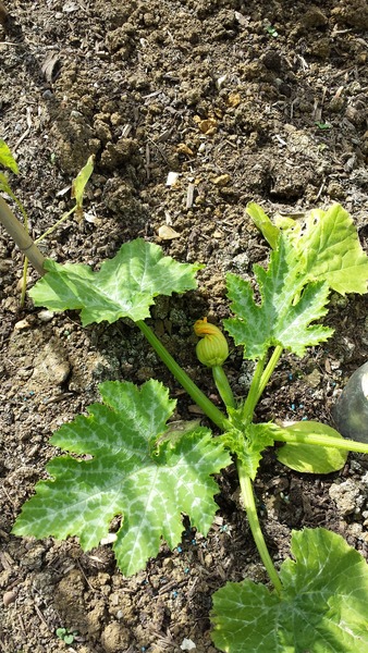The 2015 Allotment / Veg Patch Thread Part 3 already!