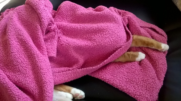 I can't find my cat anywhere (lighthearted)