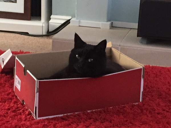 Lovely thread about our cats.