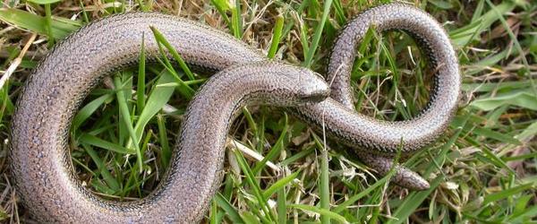 to think slow worms are lovley