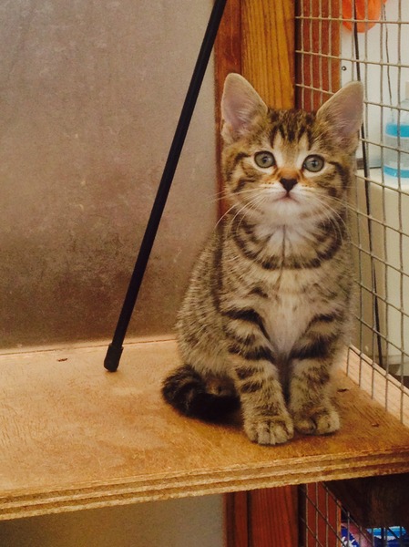 Help me name my kitten?