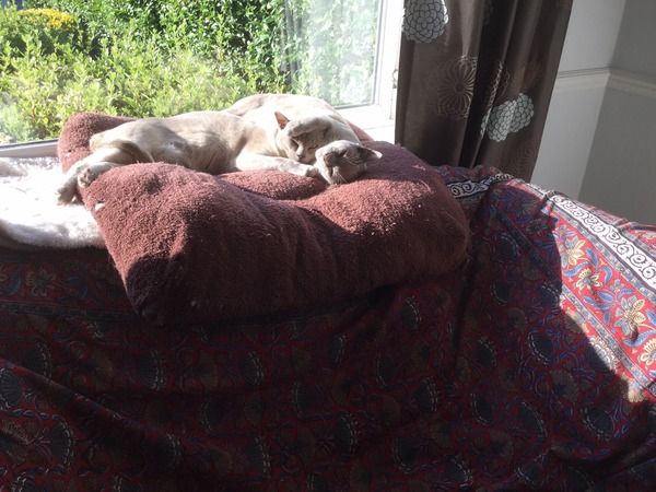 I luffs me bruvver