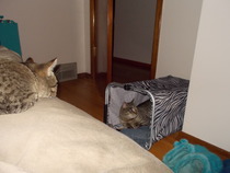 Lovely thread about our cats.