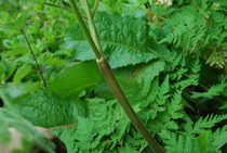 Hemlock!!! EEK- how to dispose of it?