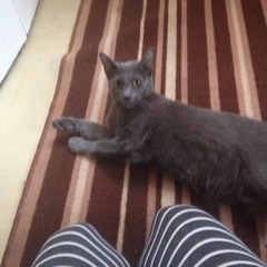 Bitey kitten!