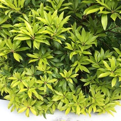 Anyone know what these two shrubs/trees are please?