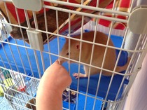 Get your rat[s] out!