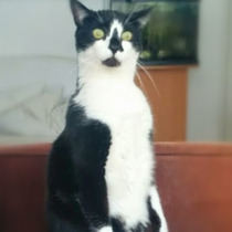 Lovely thread about our cats.
