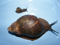 to not give a toss that I'm vegan and just killed 40-50 slugs and snails