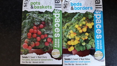 Can I plant these tomato seedlings straight outside now?
