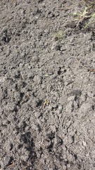 The 2015 Allotment / Veg Patch Thread Part 3 already!
