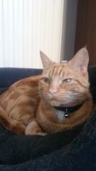 Lovely thread about our cats.