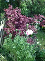 The 2015 Allotment / Veg Patch Thread Part 3 already!