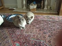 I luffs me bruvver