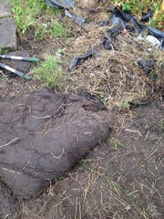 The 2015 Allotment / Veg Patch Thread Part 3 already!