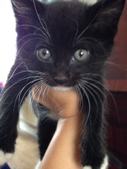 we have new kittens âº