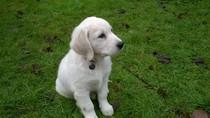 Golden retriever puppy!